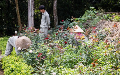 Mê mẩn với vườn hồng lớn nhất Việt Nam