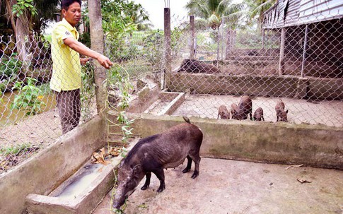Nuôi heo rừng cho ăn rau lang, thu lời 200 triệu mỗi năm