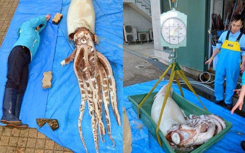 Giật mình với mực đại vương "khủng" dài khoảng 3,4m và nặng 135kg
