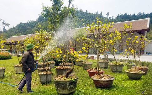 Lễ hội hoa Anh đào - Mai vàng Yên tử 2019 đến hẹn lại về