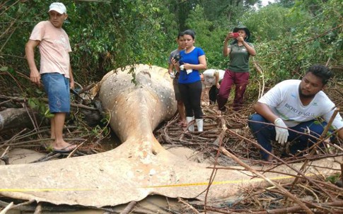 Vì sao xác cá voi dài 8 mét được tìm thấy trong rừng Brazil?