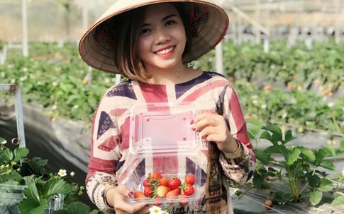 Bỏ việc nhà nước, cắm sổ đỏ trồng dâu tây, khách nườm nượp