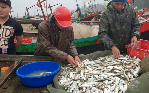 Ra biển "săn" cá trích, cá mạu, ngư dân Hà Tĩnh thu tiền triệu mỗi ngày