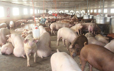 Thấp thỏm dịch tả lợn châu Phi: Dân miền Nam bán lợn “chạy dịch”