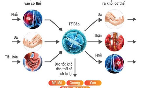 ​Phương pháp hỗ trợ thải độc cơ thể