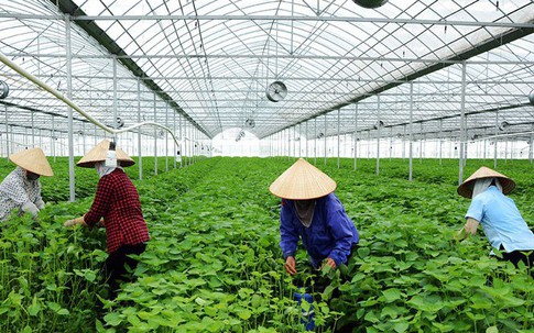 Mỗi tháng hái 5-6 triệu lá tía tô xanh bán cho Nhật, thu 2 tỷ đồng