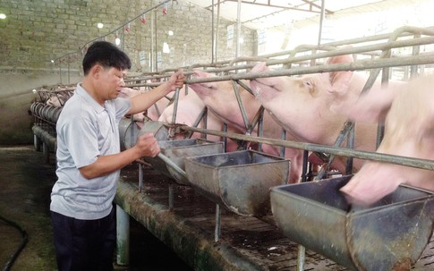 Nhiều biện pháp ngăn chặn dịch tả lợn châu Phi