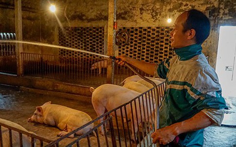 Ông chủ trại cho heo ăn sâm, nghe nhạc không lời