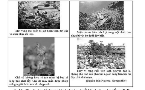 Những hình ảnh "đẹp đẽ" và "đau thương" vào đề Văn của TPHCM