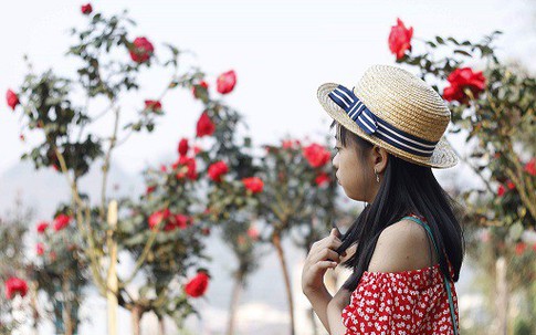 Vườn hồng cổ Trung Quốc bạc tỷ đẹp như mơ độc nhất vô nhị ở Lai Châu