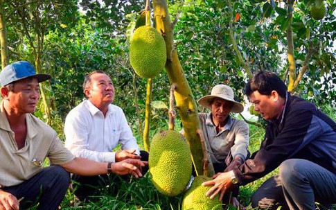 Mít Thái giá 500 ngàn/trái, lái vô tận vườn đòi mua