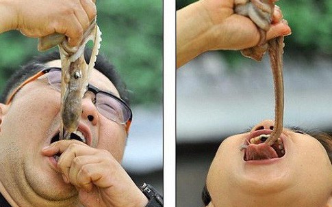Thực khách rùng mình khi thưởng thức món bạch tuộc sống ngoe nguẩy trong miệng