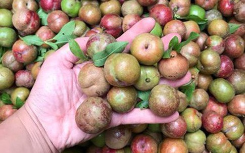Mận hậu đầu mùa 200 ngàn/kg vừa chát vừa chua mà chị em vẫn không tiếc tiền vì thèm