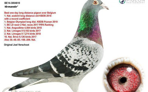 Dân chơi kỷ lục bỏ 33 tỷ đồng mua một chú chim bồ câu đua