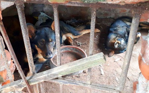 Chủ đàn chó cắn bé trai tử vong: 'Tôi rất ân hận'