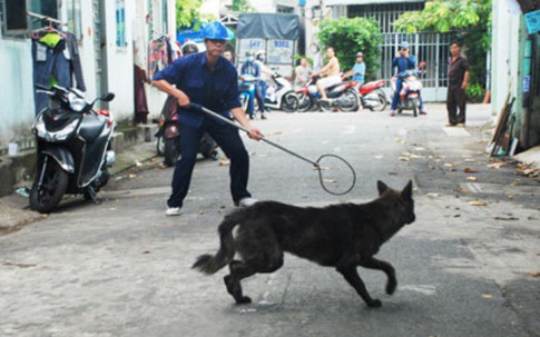 Bắt chó thả rông kiểu “chiến dịch”, danh sách nạn nhân ngày một dài