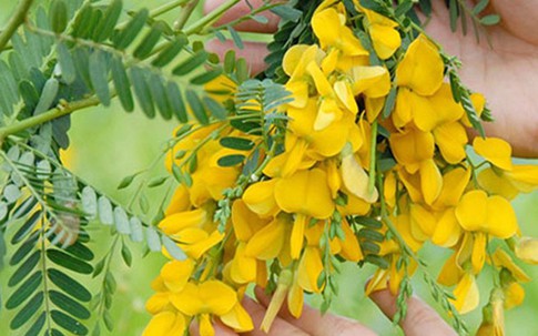 Trồng bông điên điển Thái, "hái" 450 ngàn mỗi ngày