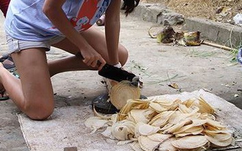 Thân loài cây không có giá trị gì ở Việt Nam, đưa sang Nhật giá lên tới gần 300.000 đồng/khúc 10cm