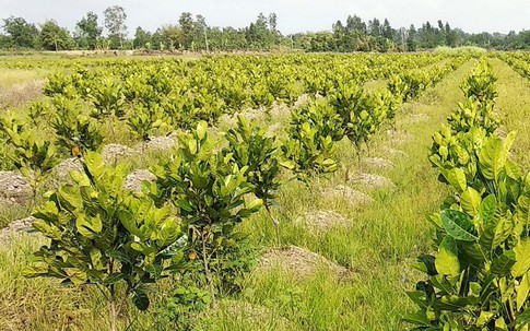 Giá mít Thái "sốt hầm hập", dân ồ ạt trồng xuống ruộng lúa, cản trở xã lũ