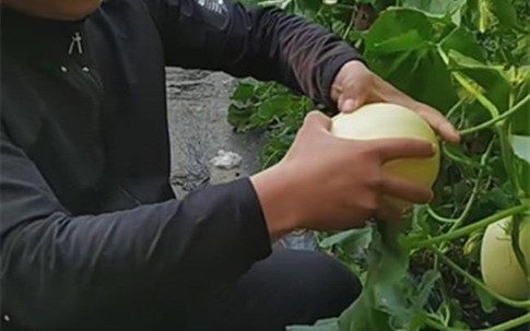 Kiếm trăm triệu mỗi năm nhờ trồng quả “trứng gà biến thể”
