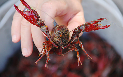 Tôm hùm đất Trung Quốc ồ ạt vào Việt Nam