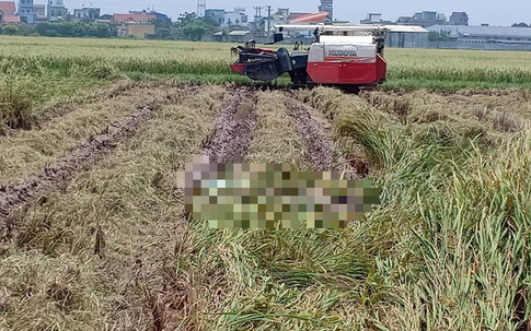 Nam Định: Rùng mình phát hiện thi thể đang phân hủy trong ruộng lúa