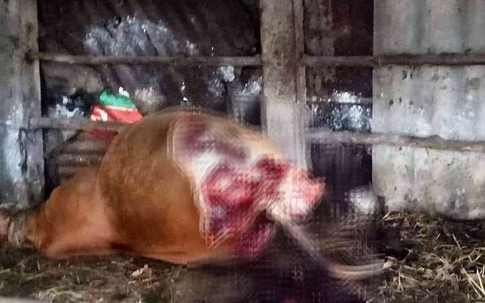 Kẻ gian xẻo trộm 2 đùi con bò đang mang thai của lão nông Quảng Bình