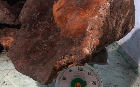 Kiểm lâm xác minh “đại gia” sở hữu cây nấm chò nặng 70kg