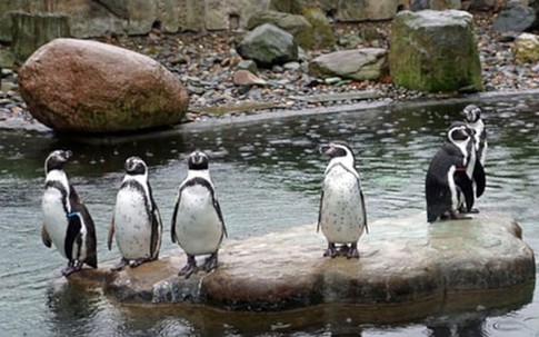 Mất con, đôi chim cánh cụt nổi điên giết chết đồng loại