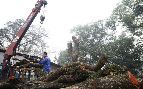 Tiết lộ nguyên nhân hoãn lần 2 phiên đấu giá gỗ sưa trăm tỷ ở Hà Nội