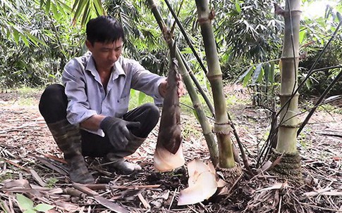 Trồng tre Tứ Quý lấy măng, cứ sáng ra cầm chắc 1 triệu đồng