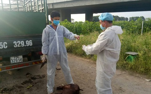 Hải Phòng: Phát hiện, thu giữ xe chở lợn chết nhiễm dịch tả lợn châu Phi