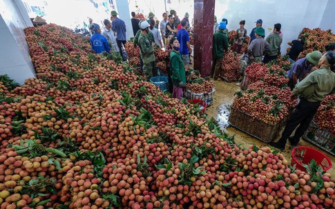 Giá vải thiều càng vào chính vụ giá càng tăng sốc