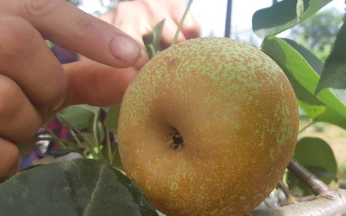 Vườn lê độc nhất ở Mộc Châu: Quả to lại sai trĩu trịt, bán giá cao