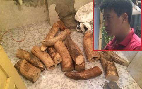 Hà Nội: Bắt giữ lượng ngà voi “khủng”