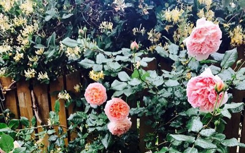 100 gốc hồng khoe sắc trong 'vườn cổ tích' của mẹ Việt tại CH Czech