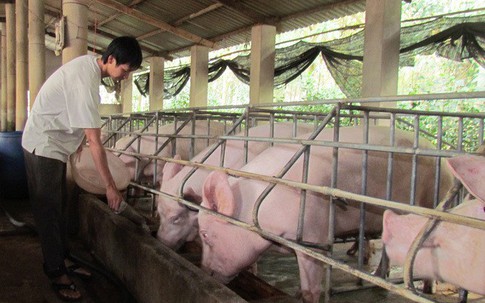 Thịt lợn bất ngờ tăng giá mạnh, thương lái săn hàng bà con không bán