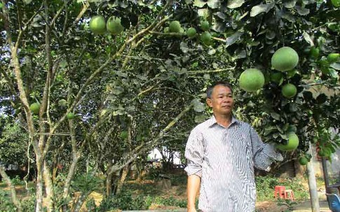 Độc đáo bưởi da xanh ruột tím ở Đà thành
