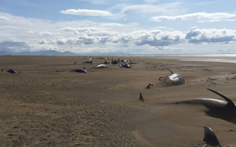 Bí ẩn khó lý giải: Hơn 50 chú cá voi khổng lồ chết tập thể trên một bãi biển hoang vắng và cô lập ở Iceland