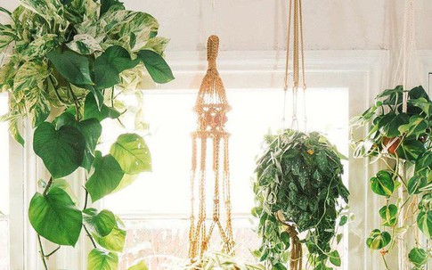 Thiết kế nhà trồng cây - nghe thì to tát nhưng thực ra dù nhà to hay nhỏ bạn đều có thể làm được