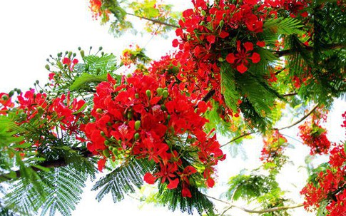 Giáo viên “ôm cục tức” khi phụ đạo học sinh yếu kém trong hè