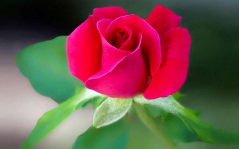 Thâm cung bí sử (186 - 5): Hoa hồng nở muộn