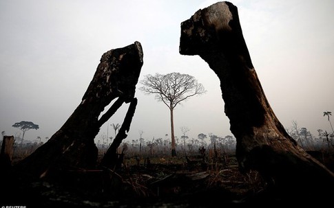 "Lá phổi xanh" Amazon bị thiêu cháy: Lời kêu cứu muộn màng và sự hoảng loạn của người dân trên toàn thế giới