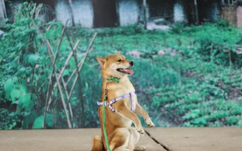 Vì sao chú chó Shiba được lựa chọn vào vai nhân vật ám ảnh nhiều thế hệ học sinh Việt Nam?