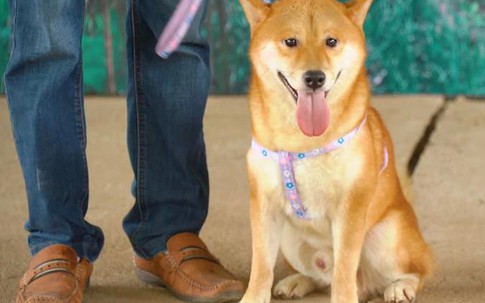 Khán giả bức xúc trước thông tin phim "Cậu Vàng" sử dụng chó Việt đóng thế chó Nhật cảnh bị ngược đãi?