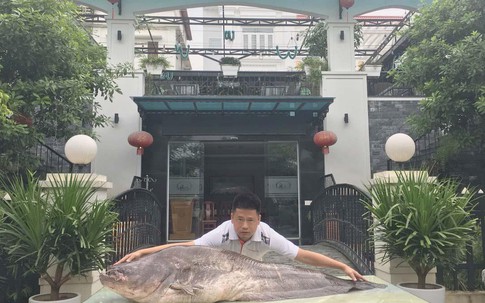 Phát hoảng cá leo “to chưa từng thấy” xuất hiện ở vùng đất Kinh Bắc