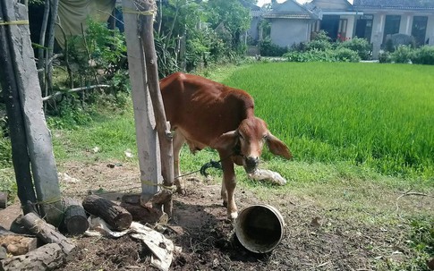 Thấy bò đi lạc vào vườn, dì cháu rủ nhau bắt đi bán