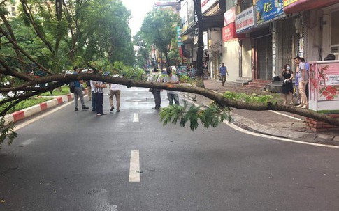 Hà Nội: Cây đổ ngang đường lúc rạng sáng khiến 1 người đàn ông tử vong