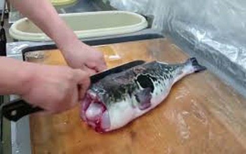 Suýt thiệt mạng sau khi ăn cá tự nấu, chuyên gia chỉ rõ những hải sản dễ bị ngộ độc khi ăn