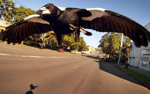 Người đàn ông 76 tuổi chết vì bị chim ác là tấn công ở Australia